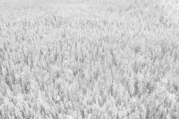Aerial drone view of the forest in winter. Winter landscape with fir trees in snow from above