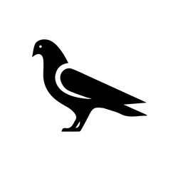 Pigeon on white background