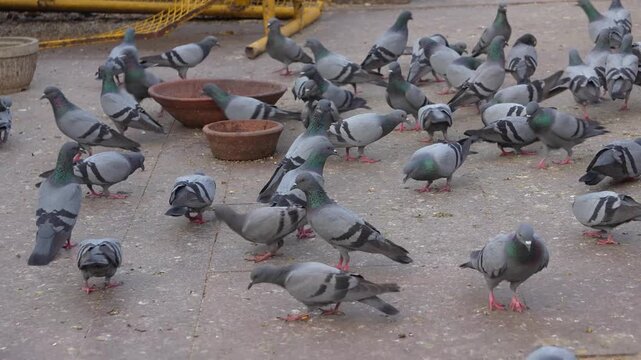 Group of Pigeons Feeding on Urban Street in India