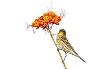 Yellow-Rumped Warbler (Dendroica coronata) Photo, Feeding and Perched on a Peacok Flower (Caesalpinia Pulcherrima) Plant, Over a Transparent Isolated PNG Background