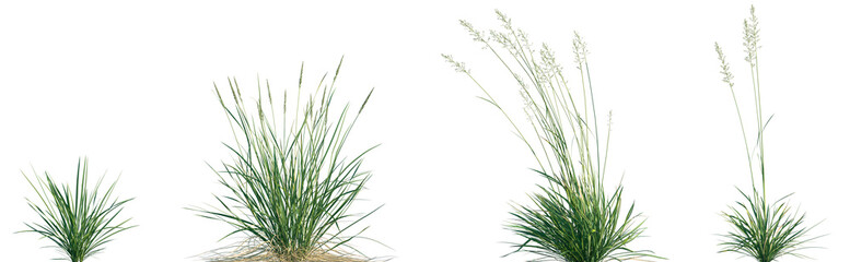 Set of Koeleria macrantha (common name prairie Junegrass, and crested hair-grass) isolated frontal png on a transparent background perfectly cutout