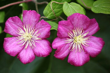 Clématite © jeanMichel