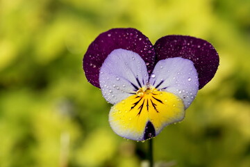 Rosée sur pensée © jeanMichel