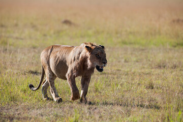 lion in the savannah