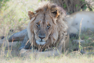 lion in the grass