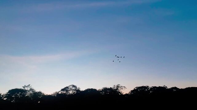 Paneo aves en el atardecer