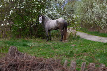 Gray Horse Standing Near Blossoming Trees in Spring Meadow