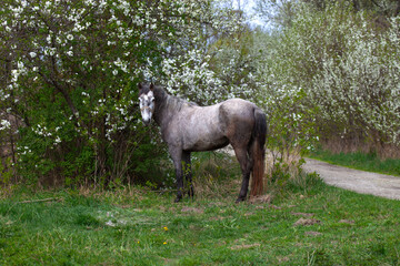 Gray Horse Standing Near Blossoming Trees in Spring Meadow