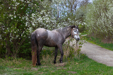Gray Horse Standing Near Blossoming Trees in Spring Meadow