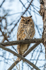 Long-eared owl (Asio otus), looking forward with wide opened eyes