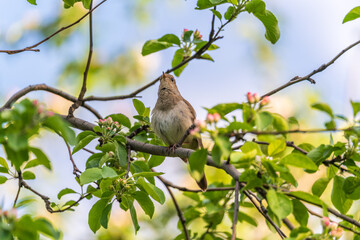 Thrush Nightingale, Luscinia luscinia. A bird sits on a tree branch and sings