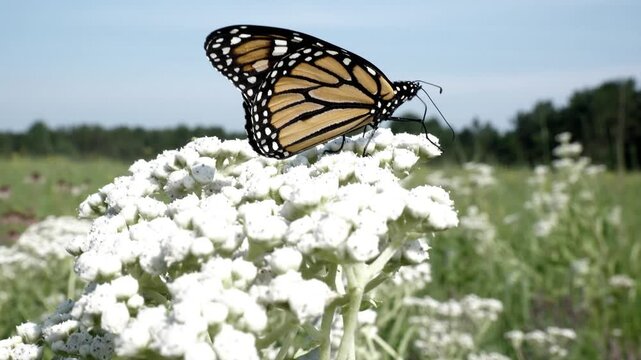 A large butterfly drinks nectar from a field of flowers.