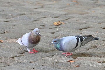 Fototapeta premium A tender moment from city life – two pigeons standing opposite each other on an old cobblestone pavement. The photo conveys a sense of calm, balance 