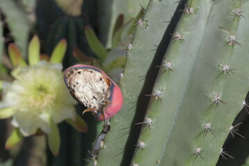 Frucht einer Echinopsis Peruviana aus Spanien
