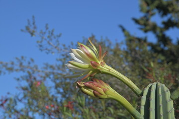 Die Bl&uuml;te eines Peruanischen Stangenkaktus