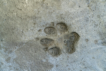 Animal paw print imprint in wet mud surface. Macro nature texture photography. Wildlife tracking and animal footprint concept. Design for poster, banner, wallpaper, print.