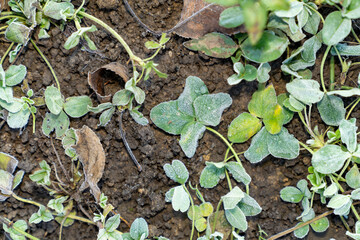 Four leaf clover covered with frost growing on soil ground. Close-up nature photography of frozen green clover leaves on earth background. Luck symbol and winter season concept for design and print. 