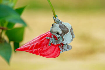 Cute exotic frog on a red flower. Typical rainforest animal. Mission golden-eyed tree frog or Amazon milk frog (Trachycephalus resinifictrix). Living in tropical forest in Amazonia, South America. 