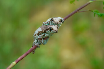 Cute exotic frog on a red flower. Typical rainforest animal. Mission golden-eyed tree frog or Amazon milk frog (Trachycephalus resinifictrix). Living in tropical forest in Amazonia, South America. 