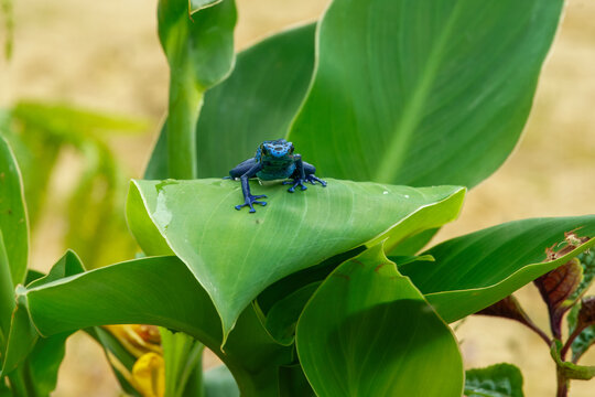 The blue poison dart frog or blue poison arrow frog (Dendrobates tinctorius "azureus") is a poison dart frog found in the "forest islands" surrounded by the Sipaliwini Savanna in southern Suriname 