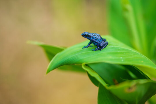 The blue poison dart frog or blue poison arrow frog (Dendrobates tinctorius "azureus") is a poison dart frog found in the "forest islands" surrounded by the Sipaliwini Savanna in southern Suriname

