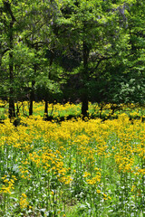 サワオグルマ群生地