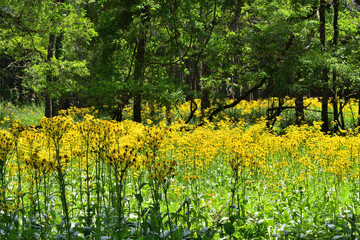 サワオグルマ群生地
