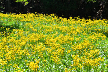 サワオグルマ群生地