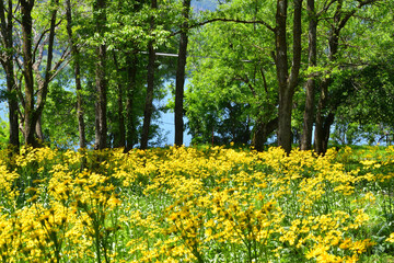 サワオグルマ群生地
