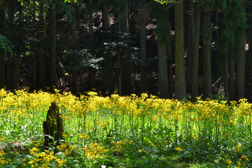 サワオグルマ群生地
