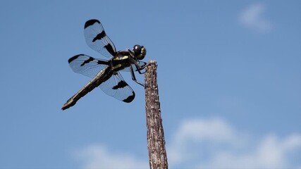 12-spotted skimmer dragonfly on its favorite hunting perch.