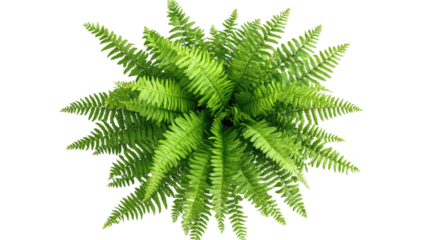 Lush green fern plant with many leaves viewed from above on transparent background