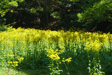 サワオグルマ群生地