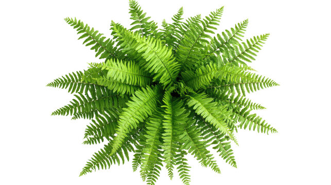 Lush green fern plant with many leaves viewed from above on transparent background