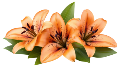 Three vibrant orange tiger lily flowers with green leaves isolated on a transparent background
