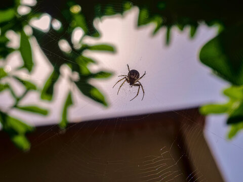 Orb-weaver spider hanging on its web in Scalea, Italy, silhouetted against soft daylight with surrounding leaves creating a natural frame.