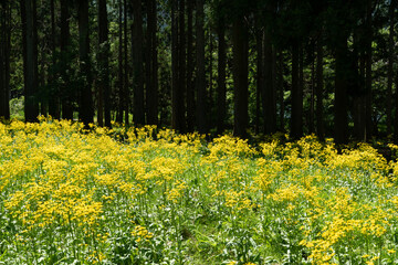 サワオグルマ群生地