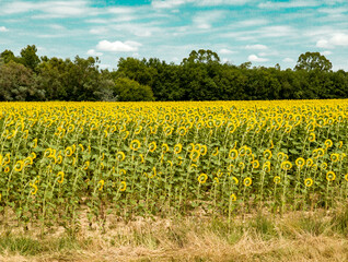 A sunflower field seen from behind during the summer