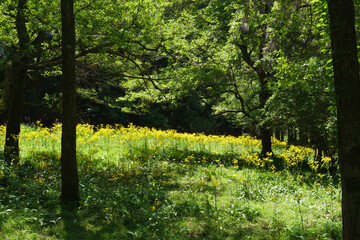 サワオグルマ群生地