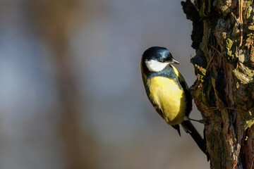 Close-up portrait of an adult male great tit (Parus major) clinging to a tree trunk, photographed perpendicular to the camera on a sunny winter day.