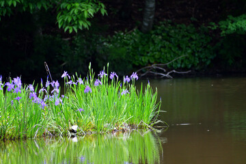 カキツバタ群生地