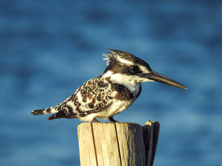 Close-up of Pied Kingfisher