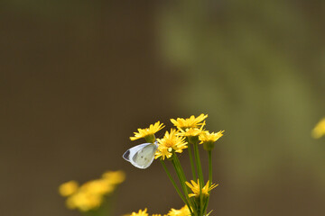 サワオグルマとモンシロチョウ