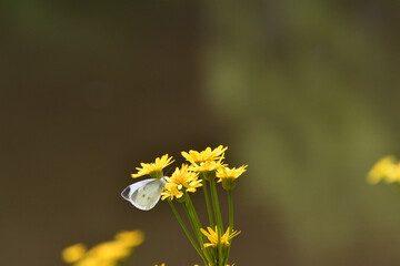サワオグルマとモンシロチョウ