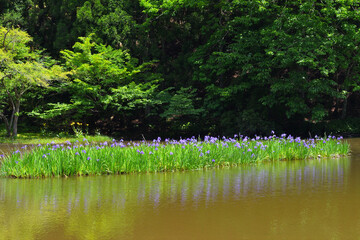カキツバタ群生地