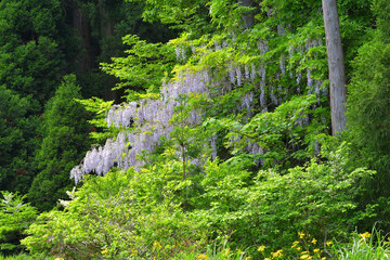 山の中で咲く藤の花