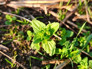 Young Green Plant Sprout in Soil. Close-up of fresh green seedling emerging from dark soil with surrounding grass, symbolizing growth and nature.