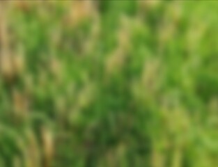 Abstract Green Blurred Nature Background Texture. Soft green blurred abstract background evoking fresh grass or foliage. Ideal for nature-inspired designs and eco themes.