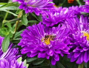 Honey Bee Pollinating Vibrant Purple Aster Flowers Close-Up. Close-up of a honey bee collecting pollen on bright purple aster flowers with green leaves. Natural outdoor macro shot, perfect for nature 