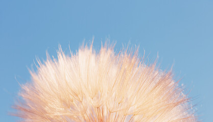 Fototapeta premium Dandelion flower on Blue abstract background extreme closeup with soft focus.